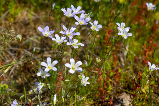 Beautiful White Flowers - Scientific name of this plant is Moenchia mantica (L.) Bartl.