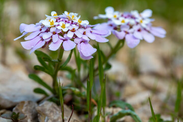 Wild plant, flower type in nature. Scientific name; Iberis carnosa or Iberis amara.