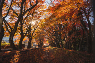 Fototapeta na wymiar Beautiful romantic way in the park with the maple golden fall leaf and maple trees at the Japan in autumn season, the colorful day in autumn season around the road at park.