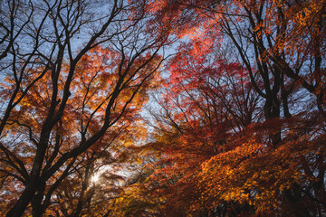 Beautiful romantic way in the park with the maple golden fall leaf and maple trees at the Japan in autumn season, the colorful day in autumn season around the road at park.