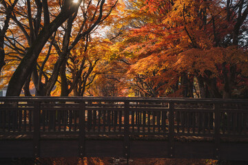 Beautiful romantic way in the park with the maple golden fall leaf and maple trees at the Japan in autumn season, the colorful day in autumn season around the road at park.