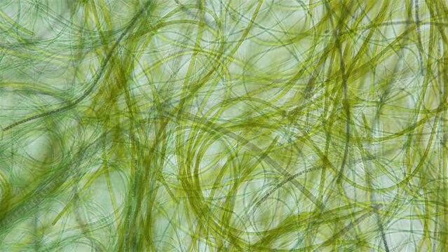 Movement of Cyanobacteria and Chlorobia under a microscope, domain Bacteria. Capable of photosynthesis and release oxygen. Some species are toxic