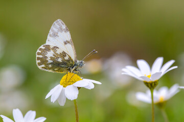 A beautiful butterfly on the flower in spring. Scientific name; Pontia edusa - Eastern Bath White