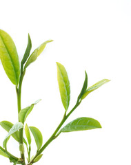 お茶の葉　摘み取り　新茶