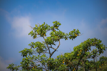 green tree leaves on the sky background