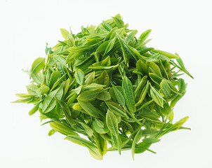 お茶の葉　摘み取り　新茶