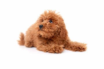 Red Toy Poodle puppy lying on white background, studio shot on a white background