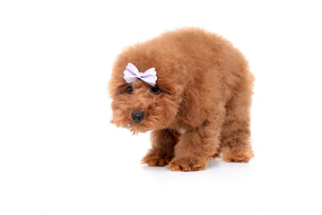 Red Toy Poodle puppy lying on white background, studio shot on a white background