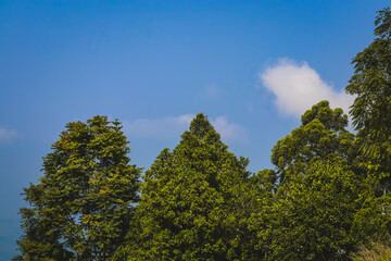 Obraz premium High mountain in the morning time. Green Trees in the Mountain. Beautiful natural landscape