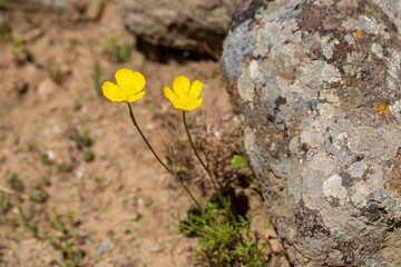 Ranunculus paludosus, Jersey buttercup. Plant shot in the spring.