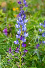 Close up of a blue annual wild lupin lupinus angustifolius growing in a field spreading by seed capsule adds color to the late winter landscape. Natural unfocused background.