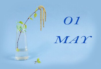 Calendar for May 1: a birch branch in a glass vase on a blue background, the name of the month May in English, the numbers 01