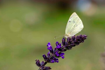 A white butterfly on a flower. Scientific name; Pieris rapae