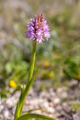 Wild orchid, Scientific name; Anacamptis pyramidalis