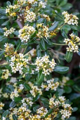 Japanese pittosporum blossoms (Pittosporum tobira)