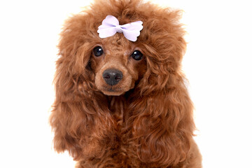 Cute red poodle dog walking towards camera