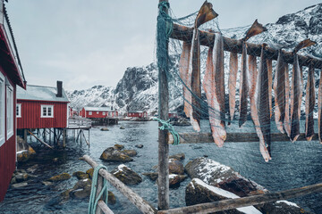 Drying stockfish cod in Nusfjord fishing village in Norway - obrazy, fototapety, plakaty