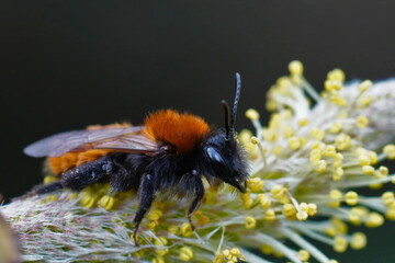 Closeup on a colorful red and black female Tawny mining bee , Andrena fulva sitting on Salix pollen