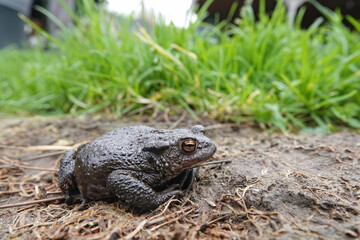 Wide angle closeup on a female Common European toad, Bufo bufo sitting in the garden