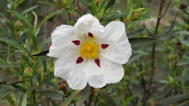 Gum Cistus (Cistus ladanifer) flower blowing in the wind