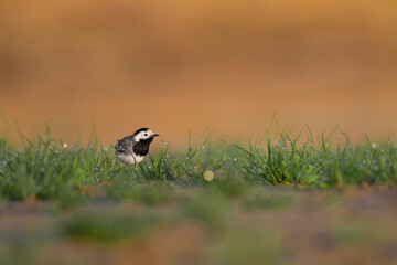 Looking for food in the meadow, fine art portrait of white wagtail (Motacilla alba)