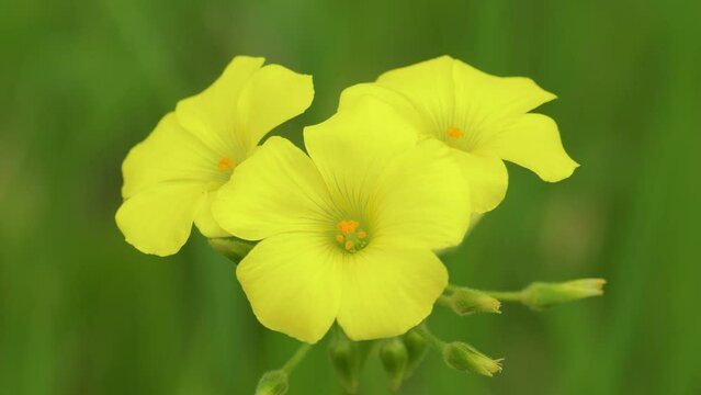 Bermuda buttercup (Oxalis pes-caprae) flowers gently blowing in the wind against blurred natural green background