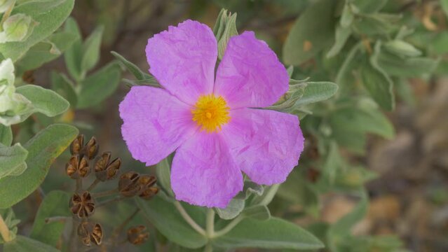 Grey-leaved Cistus (Cistus albidus) flower gently blowing in the wind against blurred background