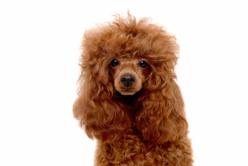 Portrait of miniature Brown poodle, Toy puppy on a white background 