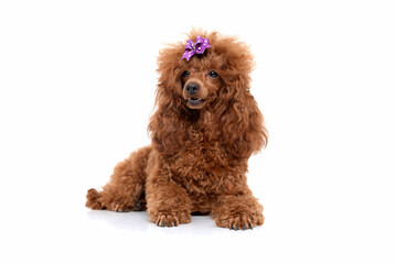 Portrait of miniature Brown poodle, Toy puppy on a white background 