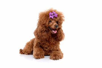 Portrait of miniature Brown poodle, Toy puppy on a white background 