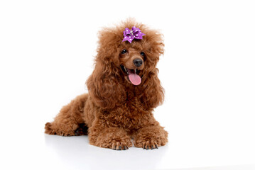 Portrait of miniature Brown poodle, Toy puppy on a white background 