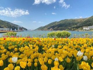 Tulips with lake