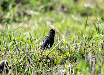 a black starling with purple tints sits on a hummock in search of a new girlfriend