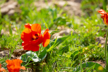 Obraz na płótnie Canvas Wild Red Data Book tulips Greig in the fields of Kazakhstan. Spring flowers under the rays of sunlight. Beautiful landscape of nature. Hi spring. Beautiful flowers on a green meadow.