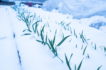 Snow fell in the spring in March in the garden, a sharp change in temperature and a cold snap. Garden bed with growing green garlic after a snowfall. garlic leaves are visible from under the snow