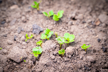 Sprouted radish close-up in the vegetable garden. Young green leaves of germinated radish seeds in spring. Growing plants in a greenhouse