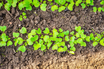 Young sprouts of red radish grow close up. Green leaves of growing plants in the garden bed - obrazy, fototapety, plakaty