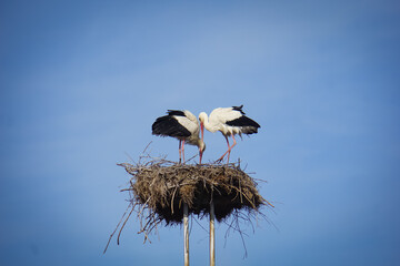 two storks on a high nest