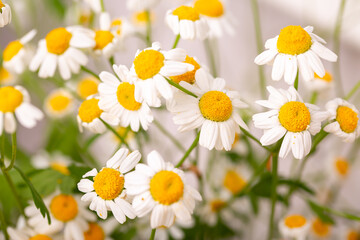 Pharmaceutical chamomile flowers growing in nature. Medicinal plant
