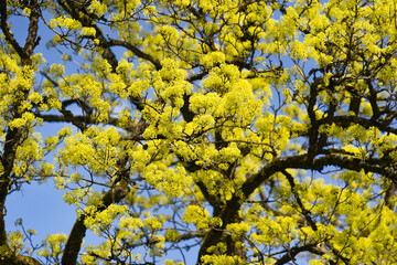 Close-up of tree of tree alley with yellow blossoms at urban road at City of Zürich district...