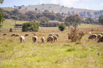 merino sheep grazing in a meadow on a farm by the beach practicing regenerative agriculture