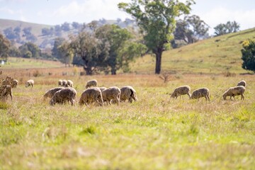 Obraz premium Sheep in a field. Merino sheep, grazing and eating grass in New zealand and Australia