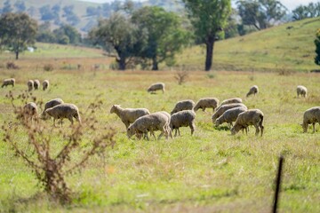 Naklejka na ściany i meble Sheep in a field, Merino sheep, grazing and eating grass in New zealand and Australia