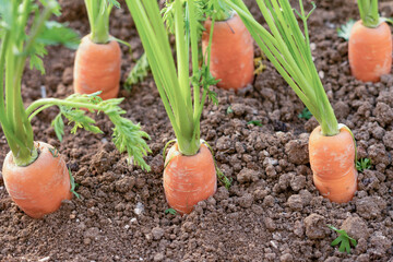 carrots growing in an organic vegetable garden