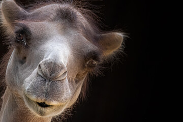 portrait of a camel on a black background