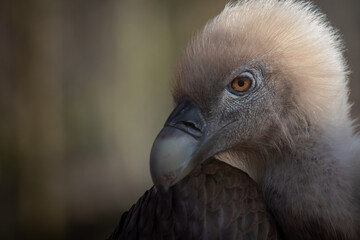 close-up portrait of a griffon vulture