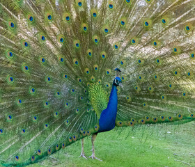 Obraz premium Peacock wandering in the Cataract Gorge gardens, Launceston, Tasmania, Australia