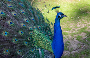 Peacock wandering in the Cataract Gorge gardens, Launceston, Tasmania, Australia
