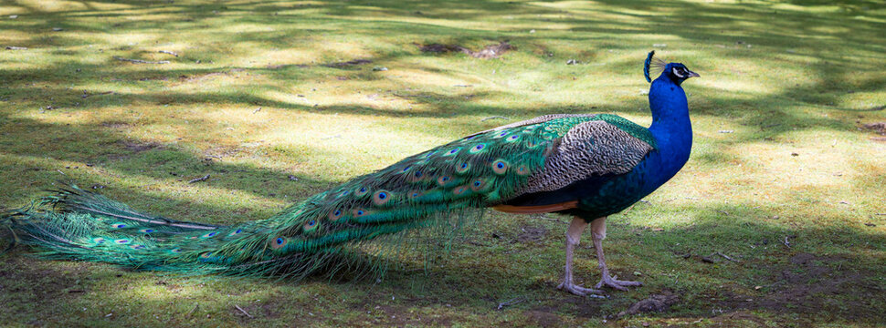 Peacock wandering in the Cataract Gorge gardens, Launceston, Tasmania, Australia