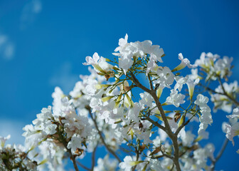 white tecoma flowers blossom with blue sky background. Beautiful flowers background